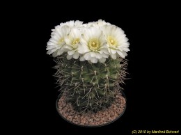 Gymnocalycium deeszianum 291